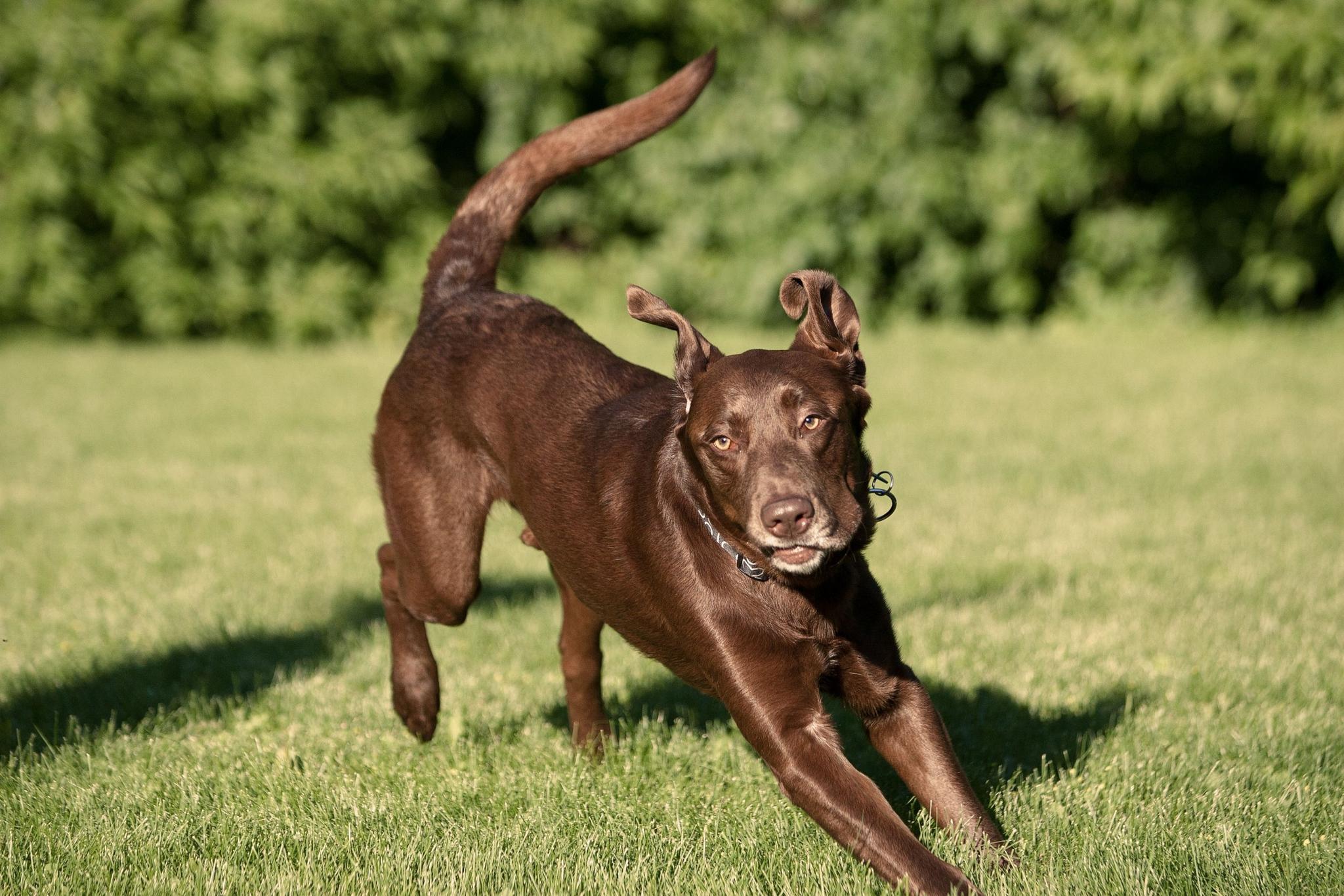 Fun Ways to Include Your Dog in Your Wedding